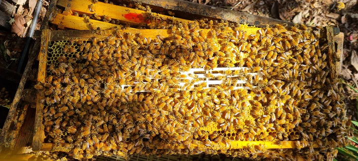 Queen Isolation Cage 240 | Beequip