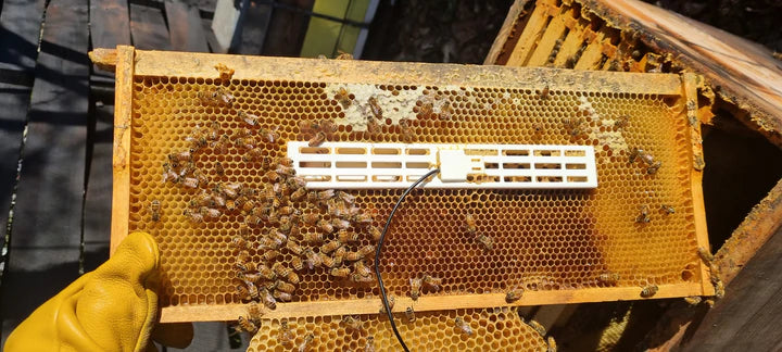Queen Isolation Cage 240 | Beequip