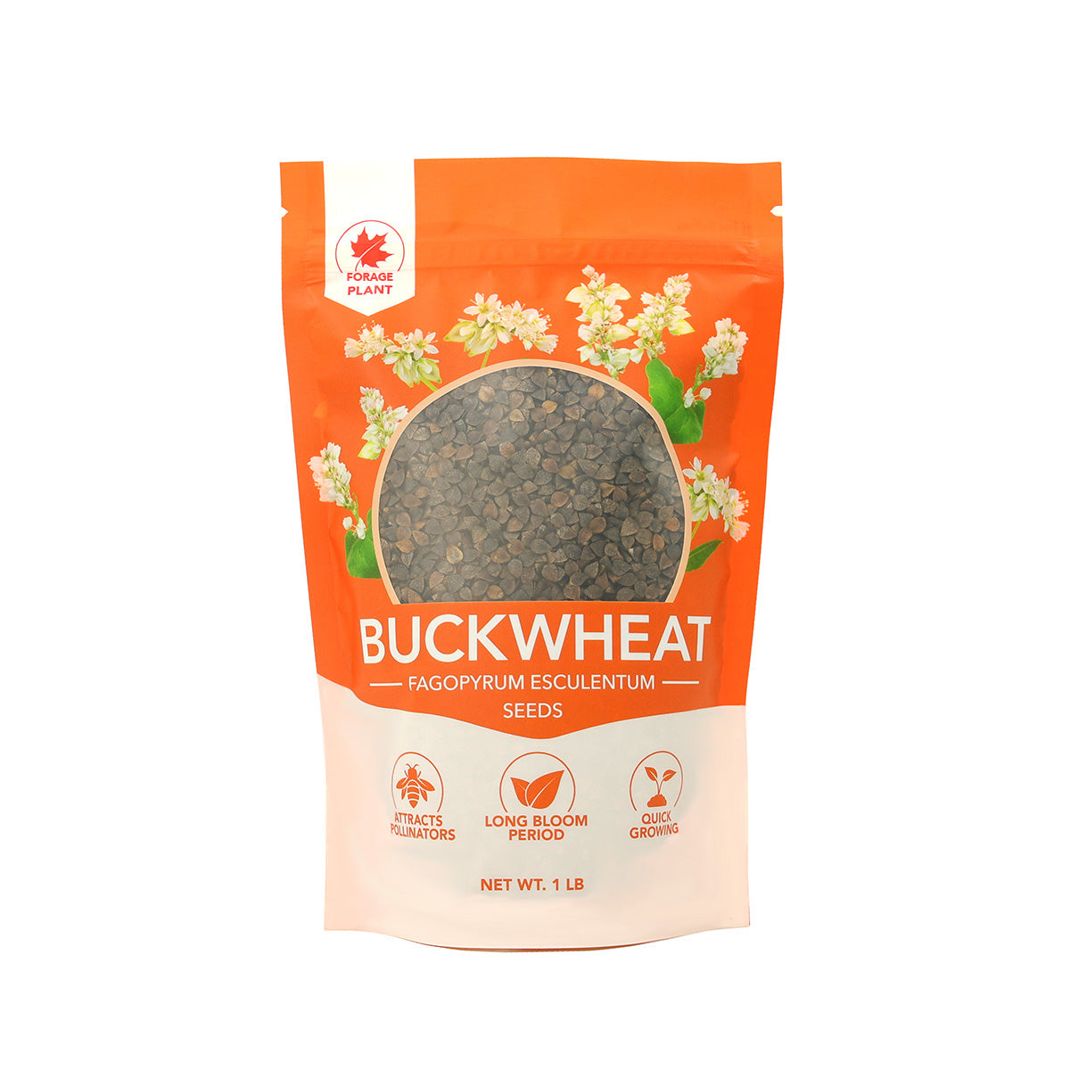 buckwheat seeds for planting Buckwheat Seed
