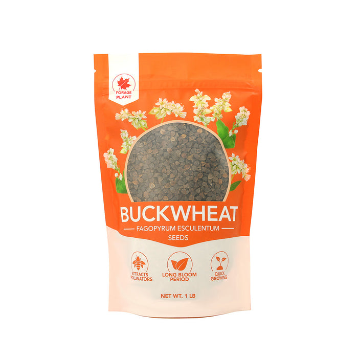 buckwheat plant seed Buckwheat Seed