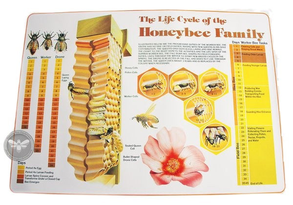 Life Cycle of the Honeybee | Poster