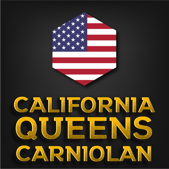 California Imported Carniolan Queen | Olivarez