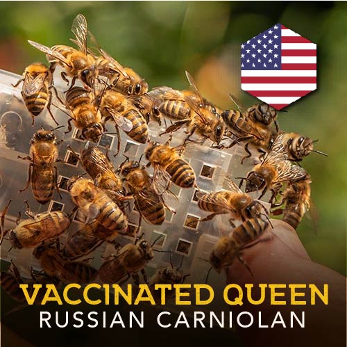 NEW! California Imported Russian-Carniolan VSH & AFB Vaccinated Queen | MARKED | Tauzer