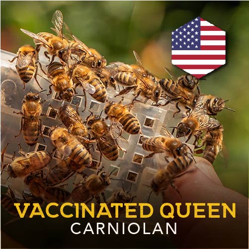 NEW! California Imported Carniolan VSH & AFB Vaccinated Queen | Tauzer