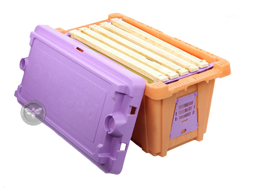 Plastic box with 5 wooden beehive frames inside. Plastic lid with holes for venting.